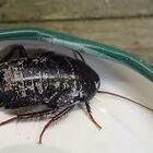San Valentino, scarafaggi con il nome dell'ex in vendita allo zoo: «Li daremo in pasto ai nostri animali»
