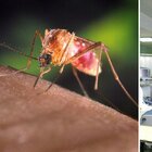 Virus del Nilo, morta una donna in Spagna: è la prima vittima del 2021