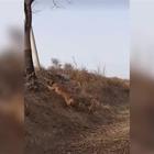 Un cane effettua un incredibile salto mortale