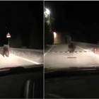 Orso inseguito con l'auto nella notte per le strade del Trentino: è polemica