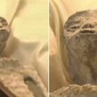 Ufo o mummie, mistero in Messico: «Non sono alieni, ma qualcosa di molto peggio»