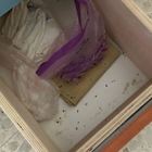 Escrementi di topi nell’asilo nido: «Ora bisogna derattizzare tutto»