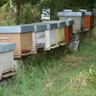 Siccità e poi pioggia: vanno in crisi anche le api e il miele made in Umbria scarseggia