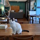 Milano, al Crazy Cat Cafè si mangia in compagnia di nove gatti