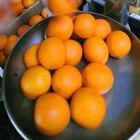 Arance importate dalla Tunisia contaminate dalla "macchia nera", stop a 162mila kg di agrumi infetti