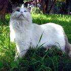 Giulia Tramontano, il gatto adottato dai vicini