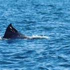 La foto del delfino con una busta di plastica sulla pinna