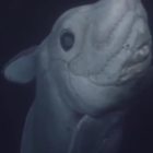 Lo squalo fantasma visibile per la prima volta: le immagini spettacolari negli abissi