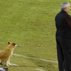 Da cane randagio ad assistente allenatore: Pup Guardiola adottato da una squadra di calcio