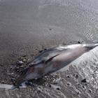 Vede un delfino spiaggiato e si tuffa per salvarlo rischiando la vita Vede un delfino spiaggiato e si tuffa per salvarlo rischiando la vita