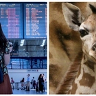 Fermata in aeroporto, trasportava feci di giraffa: «Volevo farci una collana». La vicenda incredibile