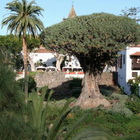 Sicilia, questo albero ha poteri magici: ecco cosa contiene la sua resina