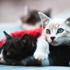 Giornata Nazionale del gatto, i 10 consigli dei veterinari: dall'alimentazione ai viaggi, ecco come comportarsi