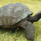 Tartaruga da record, Jonathan compie 190 anni: è l'animale più vecchio della terra