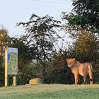 Coronavirus, Kruger Park chiuso: leoni e iene invadono campo da golf e aree picnic