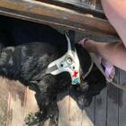 Turista cieca aggredita in spiaggia, il cane guida non era il benvenuto: «È stato terribile»