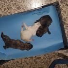 Tre cuccioli di cane buttati in un cassonetto: salvati dai carabinieri