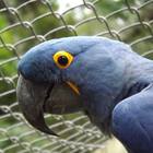 Brasile, allo zoo nasce un raro esemplare di pappagallo blu