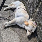 immagine Cane abbandonato e investito sul raccordo: si salva trascinandosi a bordo strada