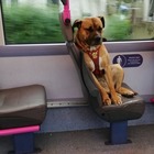 Un cane triste sale sul bus: la foto di una ragazza fa scattare una valanga di adozioni