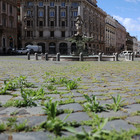 Cresce l'erba nelle principali piazze di Roma ( Fotoservizio di Francesco Toiati )