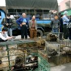 In Vietnam stop al commercio di carne di animali selvatici