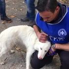 Norcia, solo un cane trova il coraggio di entrare nel paese dopo il sisma
