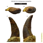 Leone gigante scoperto in Kenya: visse 20 milioni di anni fa