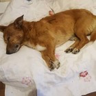 Uccise un cane a bastonate, condannato a 8 anni anche per le violenze in casa