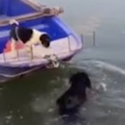Cane salva un cucciolo intrappolato su una barca