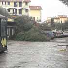 Tromba d'aria su Fabrica di Roma, danni e alberi abbattuti