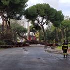 Maltempo, albero crollato al parco di Latina. Allagamenti al Circeo e nel sud pontino
