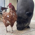 Scozia, un maiale gigante e una gallina sono migliori amici: l'incredibile storia di Francisco e Alice