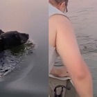 Il piccolo orso nuota con il fusto di plastica sul muso: salvato da una famiglia