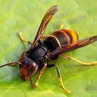 Sciame killer, dopo le punture al bimbo le vespe uccidono un uomo di 36 anni