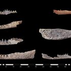 Scoperte nove teste di coccodrillo in tombe di 4000 anni fa: «Avvolte nel lino senza mummificazione»