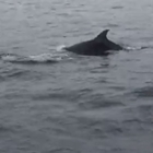 Delfini nel golfo di Napoli tra le barche a capo Posillipo