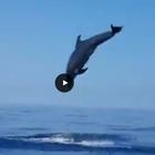 Giovane delfino liberato dalle reti: gli spettacolari salti per la felicità in compagnia di un amico