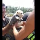 Cucciolo di cane salvato dai vigili del fuoco a Molfetta