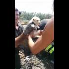 Cucciolo di cane salvato dai vigili del fuoco a Molfetta