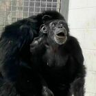 Scimpanzè di 29 anni salvata dal laboratorio torna a vedere il cielo: la reazione di Vanilla è incredibile