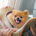 Compagnia aerea per cani, il Ceo: «Nessun animale dovrebbe volare in una gabbia». Biglietti a seimila dollari