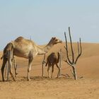 Influenza del cammello