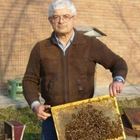 Italiano muore assalito da uno sciame di api mentre insegna il mestiere di apicoltore