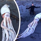 Fratelli trovano in spiaggia un calamaro gigante: «È il più grande invertebrato mai esistito». Le foto choc