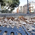 Roma invasa dalle foglie secche: tombini ostruiti, fermo il piano Ama per la pulizia