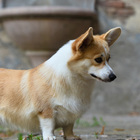 Bokshil, il cane che da dieci anni aspetta fermo il ritorno dei suoi padroni