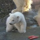 Prima uscita "pubblica" per il piccolo orso polare nato a Vienna