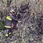 Maltempo, una donna muore schiacciata da un albero a Lissone