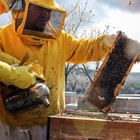 Tenta di rimuovere un alveare dal giardino: le api lo accerchiano e lo uccidono
